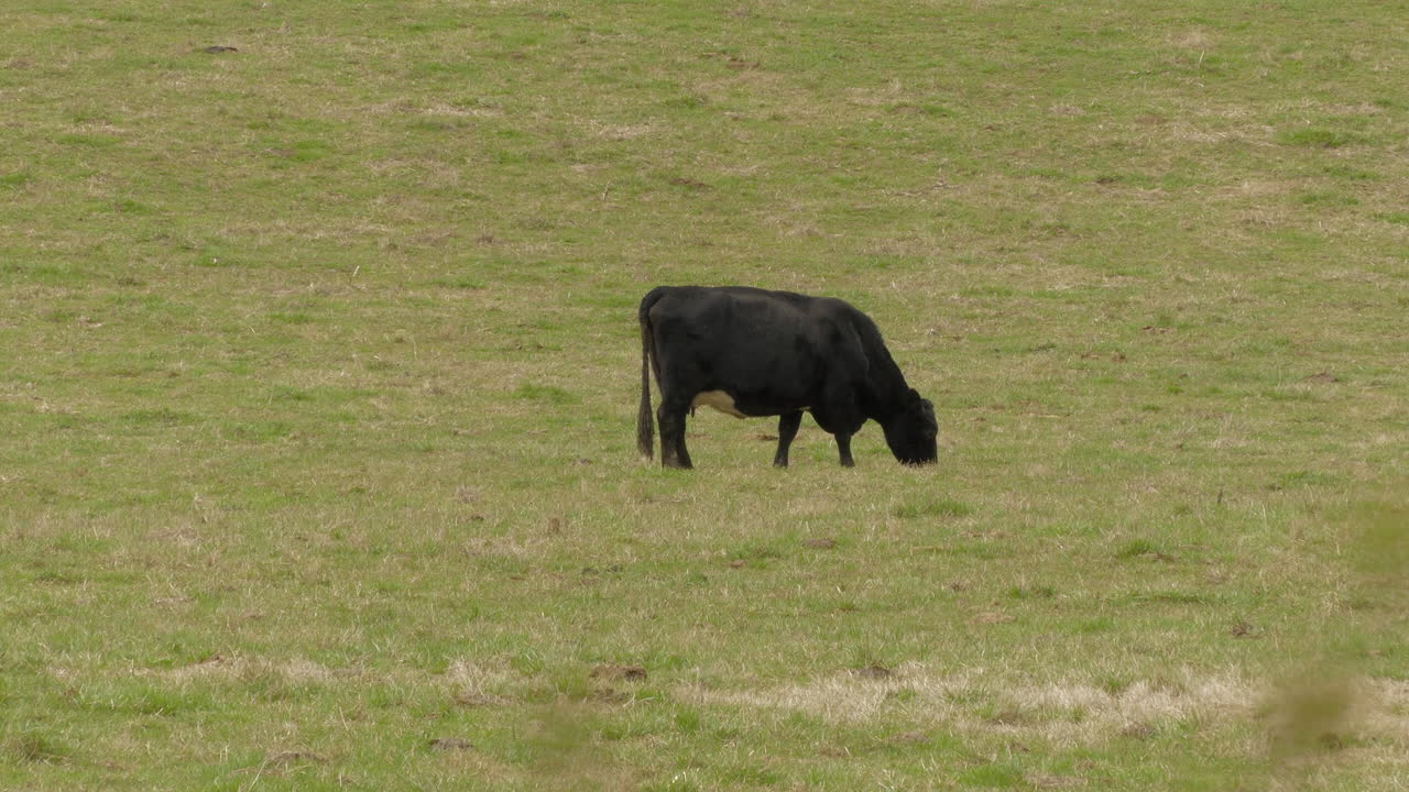 Mucca nera che pascola da sola in un campo