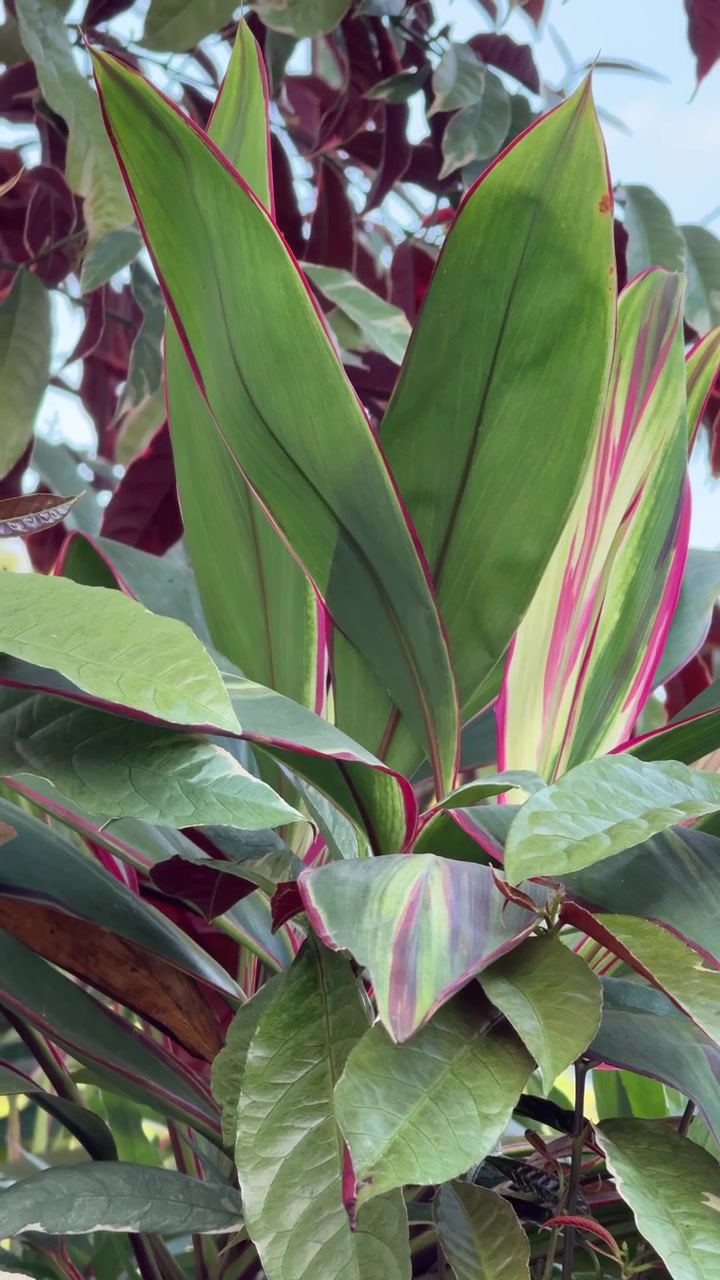 Lähikuva eloisista Cordyline Fruticosa -lehdistä trooppisessa puutarhassa