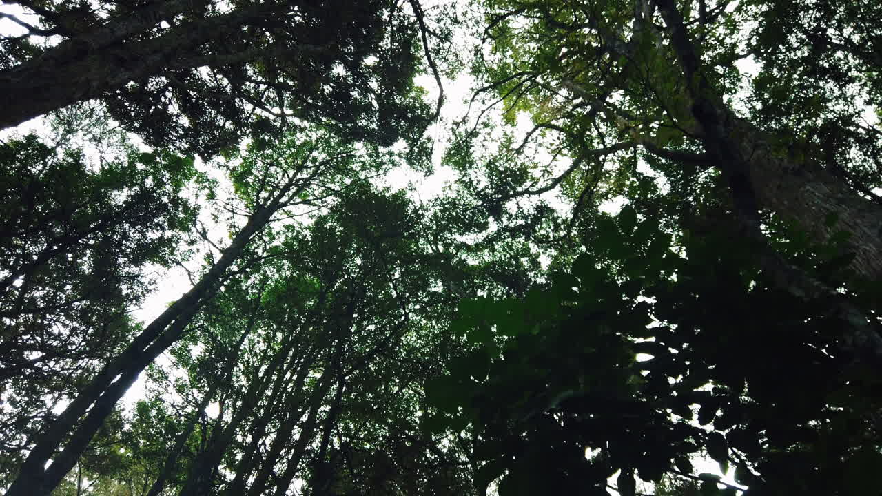 árboles en la selva tropical de nueva zelanda, caminando bajo el dosel, cámara lenta