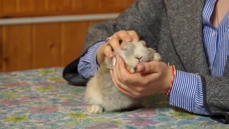 pet owner holding cute fluffy white and grey rabbit on vet table