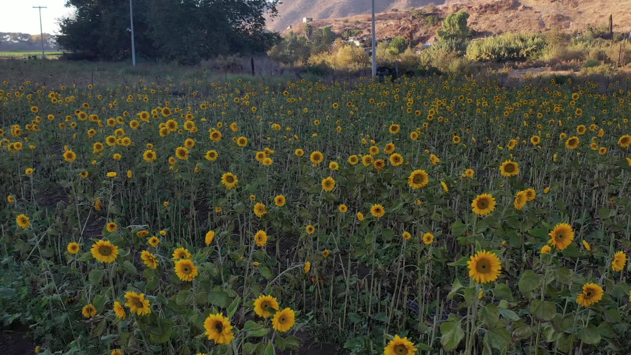 Volo sopra girasoli che crescono in California
