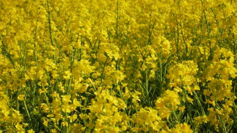 Campos-De-Colza-Florecientes-En-Una-Brisa-De-Verano-En-Skane,-Suecia