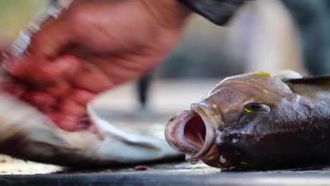 filleting fish with mouth open