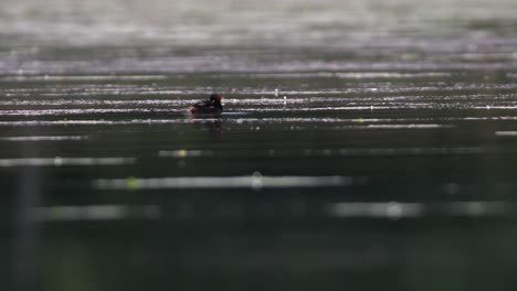 the little grebe (tachybaptus ruficollis) in its natural habitat