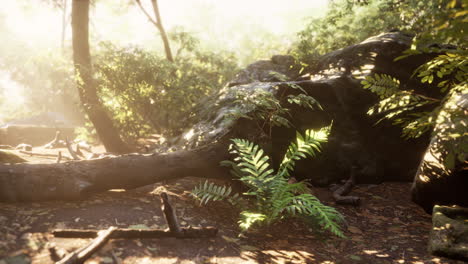 rayos de luz que vienen a través de las hojas en una selva tropical