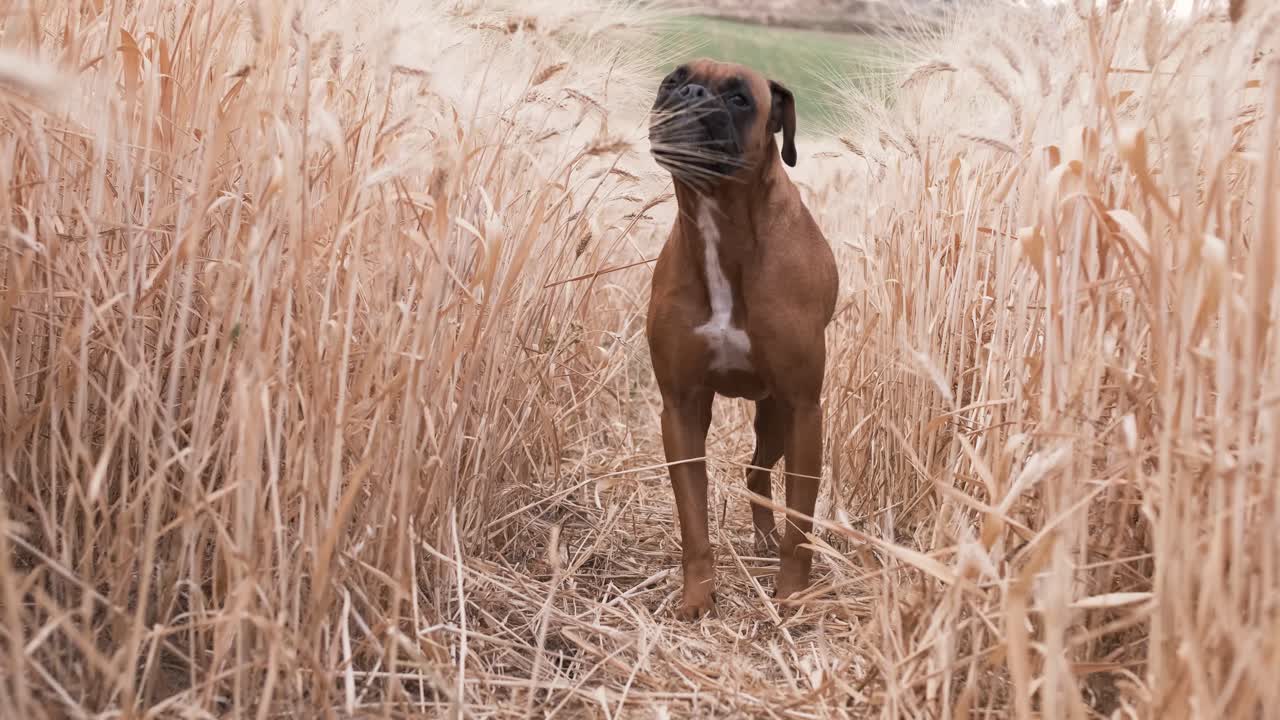 Boxer dog at wheat field looking at camera