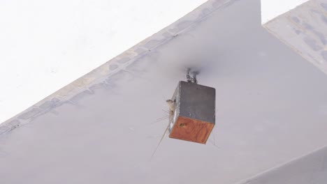 Close-up-of-sparrow-in-artificial-wooden-nest-and-flying