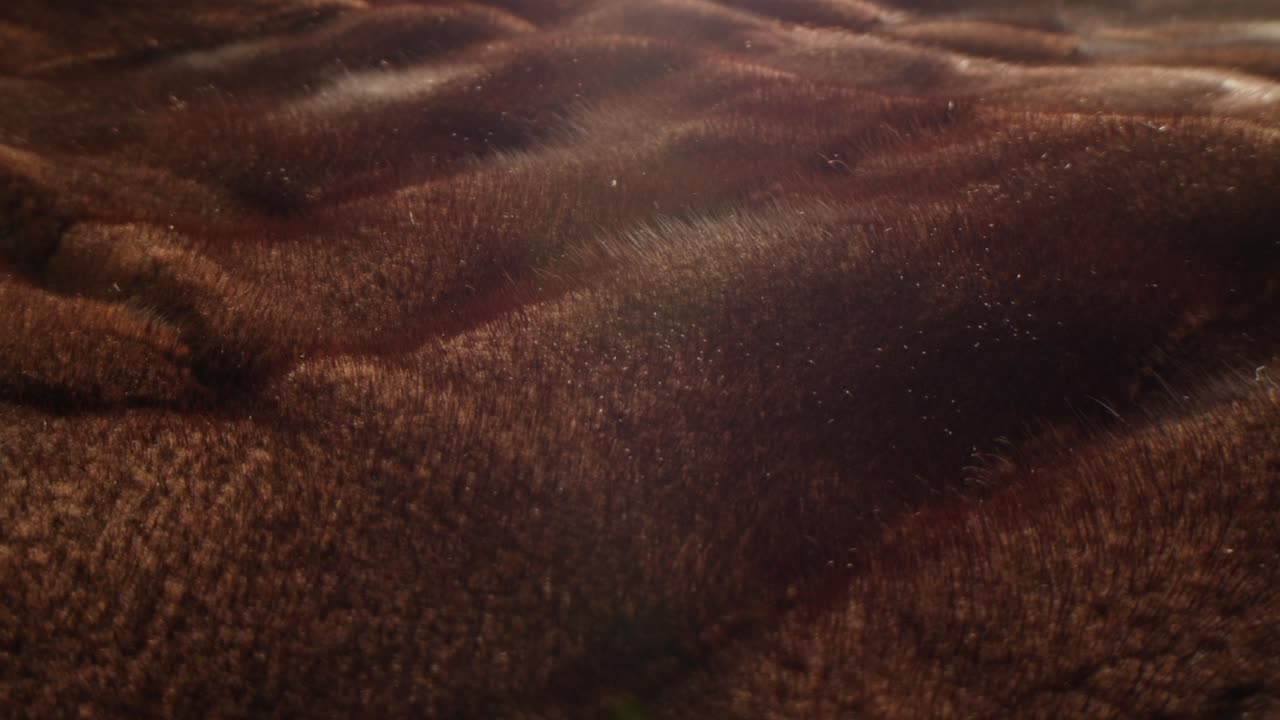 Close-up of Brown Fur Texture