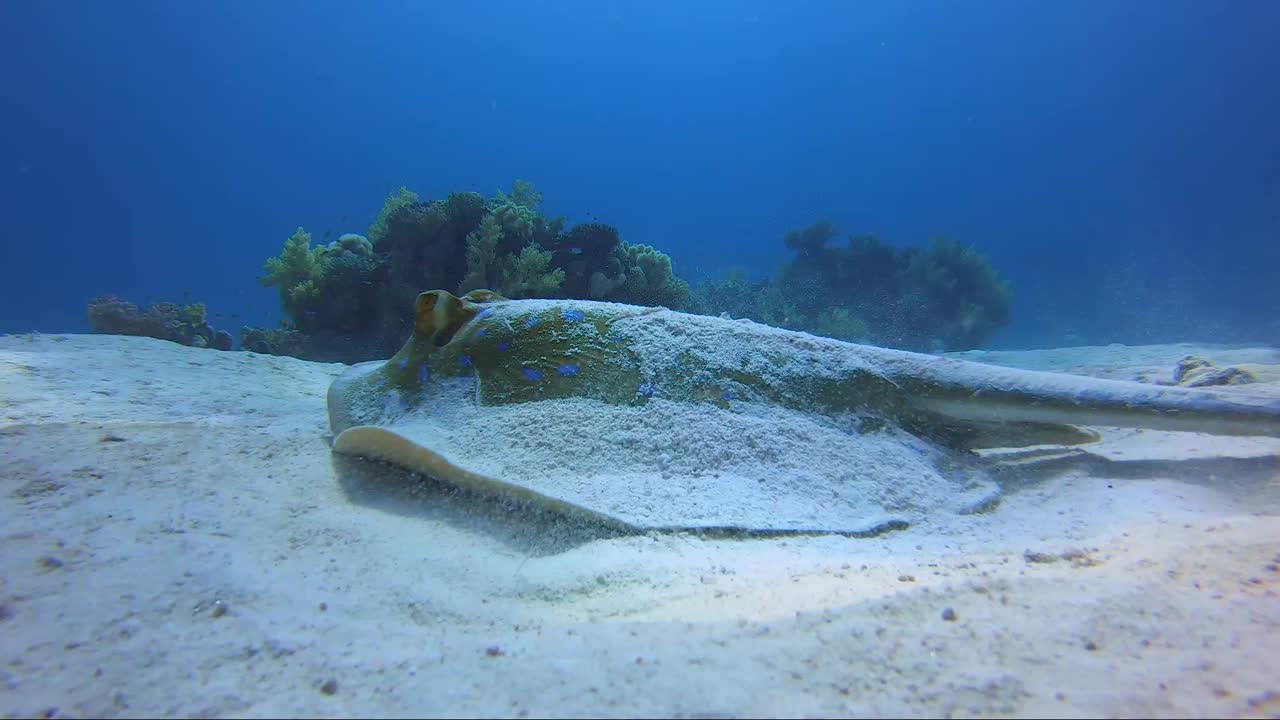 el rayo manchado azul juega al escondite en la arena