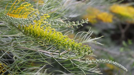 close-up of yellow flowers gently moving in wind