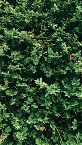 dense green foliage