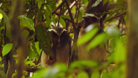 un par de búhos de cresta sentados juntos mirando a su alrededor rascándose y arreglándose en el árbol