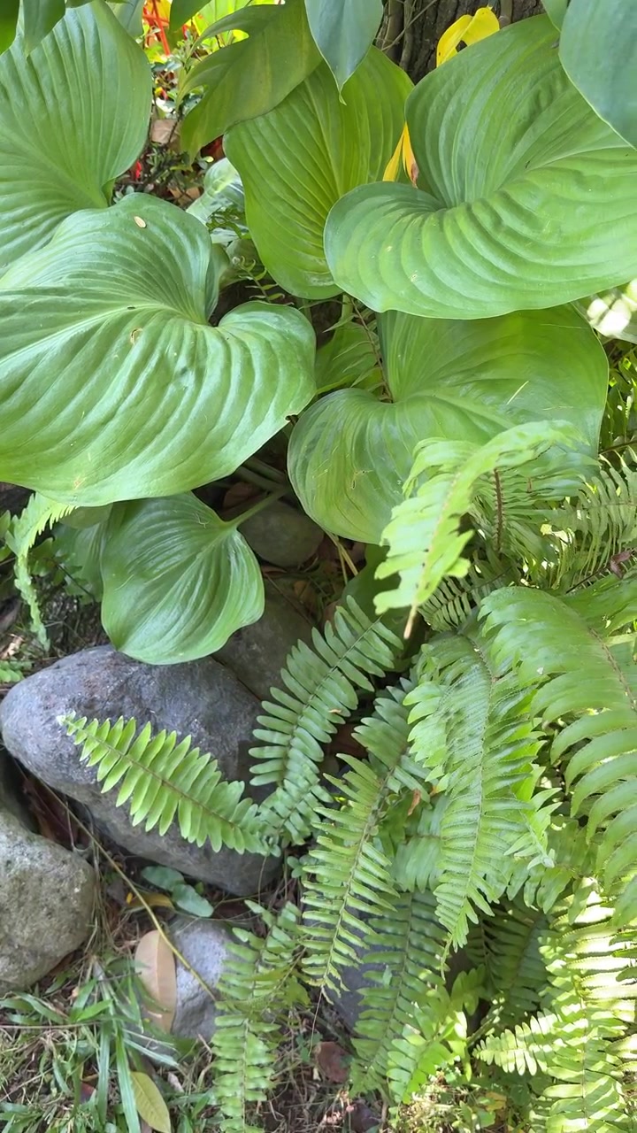 Felci verdi lussureggianti e grandi foglie che crescono tra le rocce del giardino