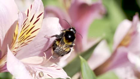 Eine-Nahaufnahme-Einer-Hummel,-Die-Sich-Ausruht-Und-Um-Eine-Rosa-Irisblüte-Flattert,-Nachdem-Sie-Nektar-Gesammelt-Hat