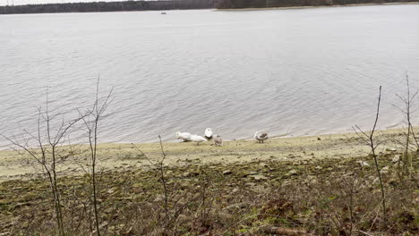 tilt up shot showing group of dirty swans cleaning themselves on sandy shore of lake in nature