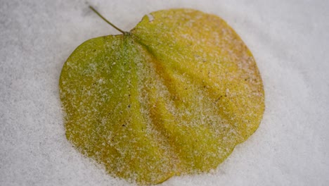 Lapso-De-Tiempo-De-Nieve-Que-Cubre-Una-Hoja-Amarilla