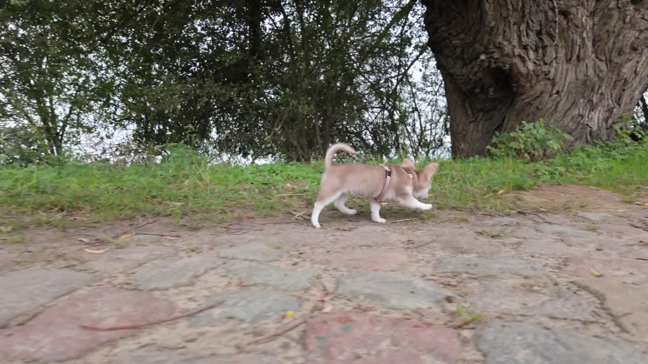 Adorable Chihuahua Puppy Walks on a Path
