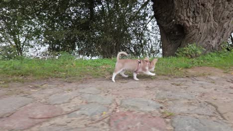 adorable chihuahua puppy walks on a path