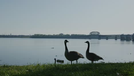 view of downtown louisville with ducks