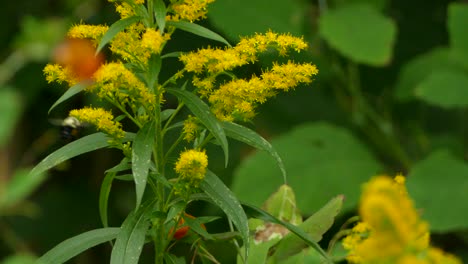 Beautiful-furry-bee-busily-collecting-pollen-in-striking-yellow-flowers