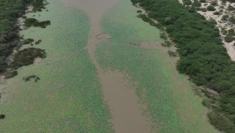 Lush-Edges-of-Botar-Lake,-Sanghar,-Pakistan.-Aerial