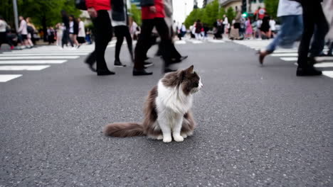 cat in the middle of a busy city crosswalk