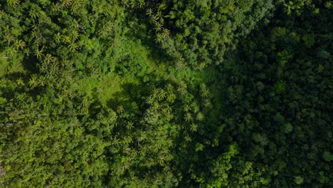 Luftdrohne-Fliegt-Von-Oben-Nach-Unten-über-Grüne,-üppige-Tropische-Dschungelwaldvegetation-Verlässt-Die-Volle-Mutter-Erde,-Die-Unverschmutzte-Umwelt