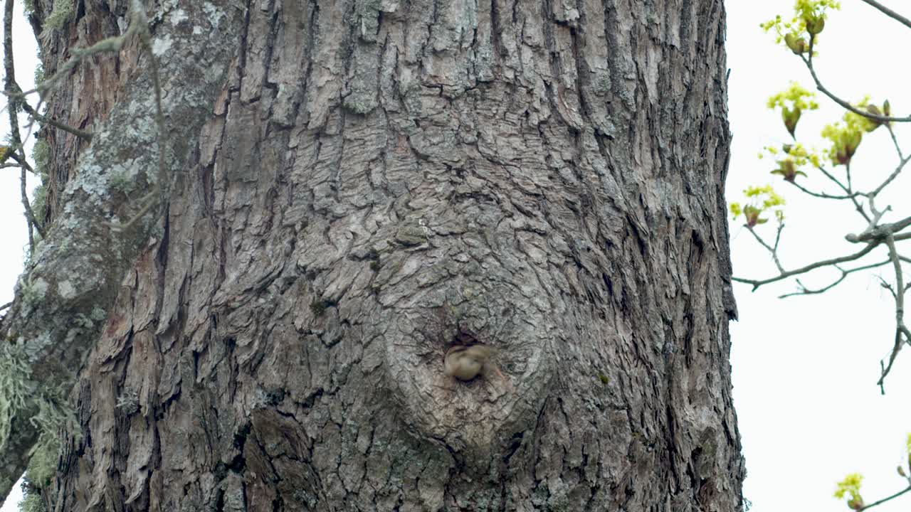 뚱뚱한 참새가 먹이를 가지고 나무 구멍 둥지에 들어가고 있다