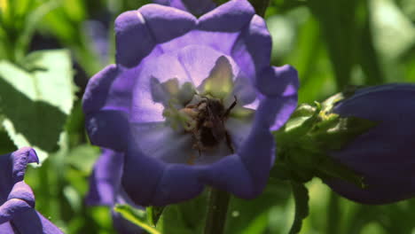 bees on purple bell flowers