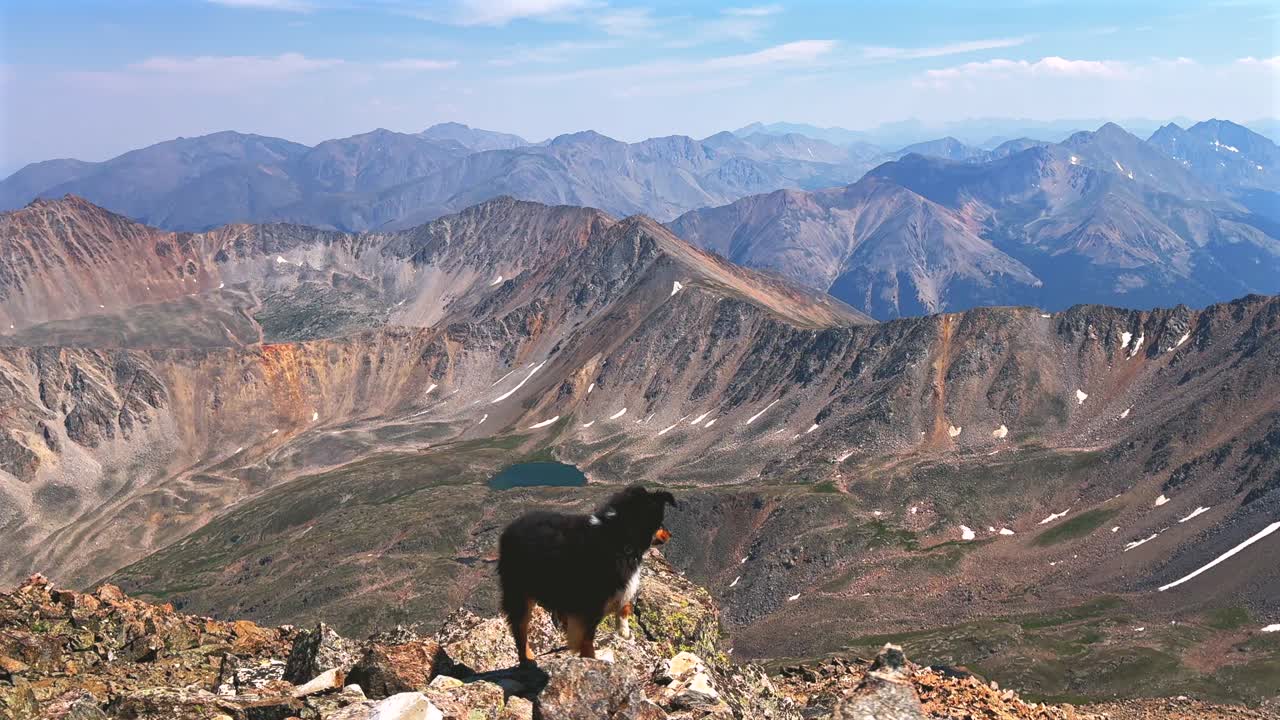 Mini Aussie dog at top of summit Summer hiking trail La Plata Peak Sawatch Range Rocky Mountains top of summit 14er Colorado Oxford Harvard Columbia Huron Peak Collegiate Peaks blue sky clouds haze
