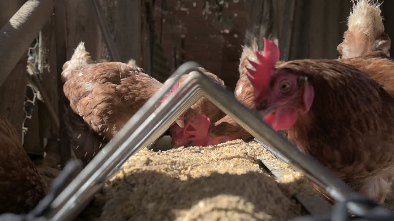 Chickens pecking at feed in a rustic outdoor farmyard, capturing a natural farm environment
