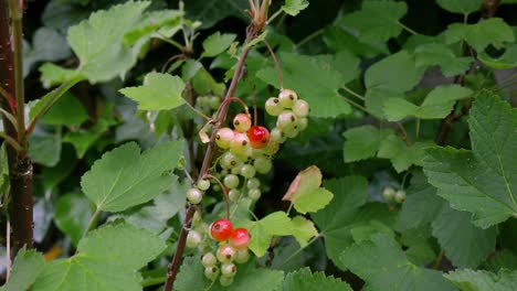 A branch of red currant with green leaves and ripening berries sways in the wind