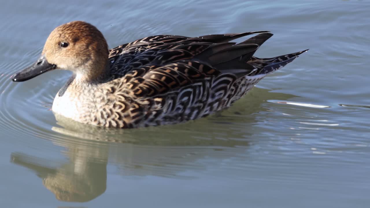 A duck gracefully swims in clear water, creating gentle ripples under the sunlight.