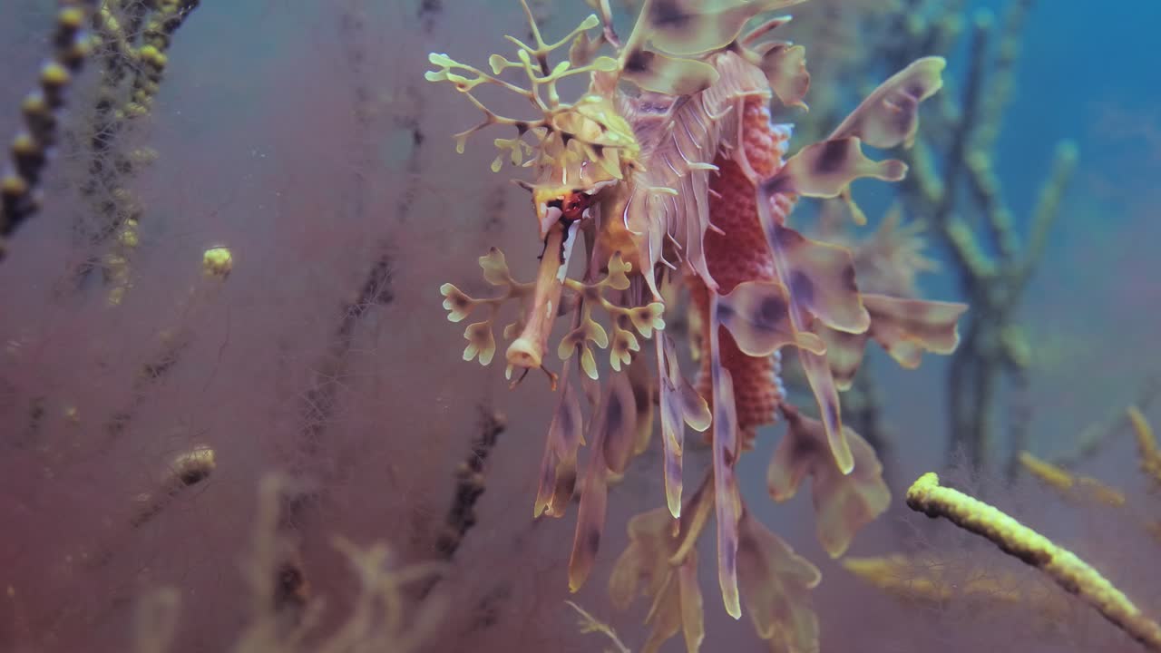 알을 가진 잎이 많은 바다 용 4k 슬로우 모션 사우스 오스트레일리아
