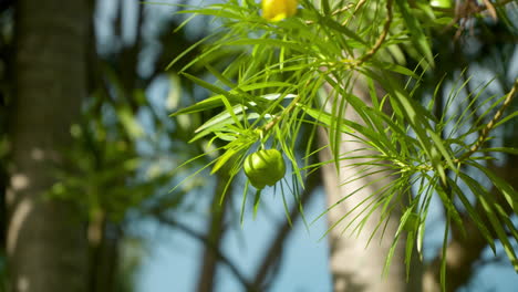 Grüne-Thevetia-Peruviana-Frucht-Im-Tropischen-Naturgarten