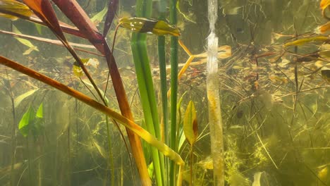split shot of camera slowly diving into shallow pond water. estonia
