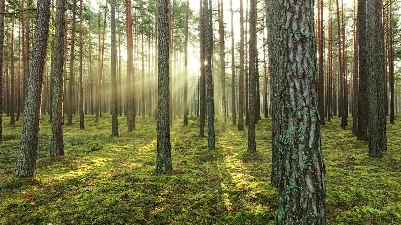 Slow motion shot moving deeper into misty forest, golden sunlight through trees