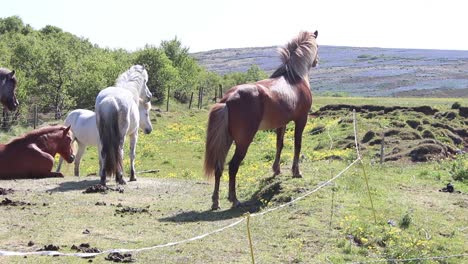 冰島馬在圍<unk>內的冰島馬