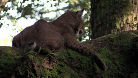 Un-Lince-Descansa-En-Un-árbol