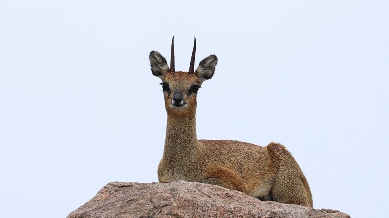 plano general de un klipspringer macho tendido en una roca mientras mastica y mira a la cámara, parque nacional kruger