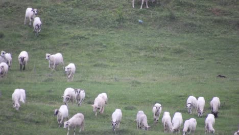 herd of sheep eating grass in the field and moving down a hill