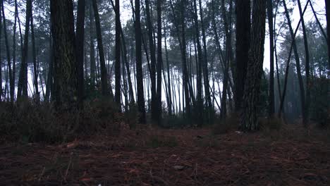 low pov zoom in shot of tree trunks in forest in fog day