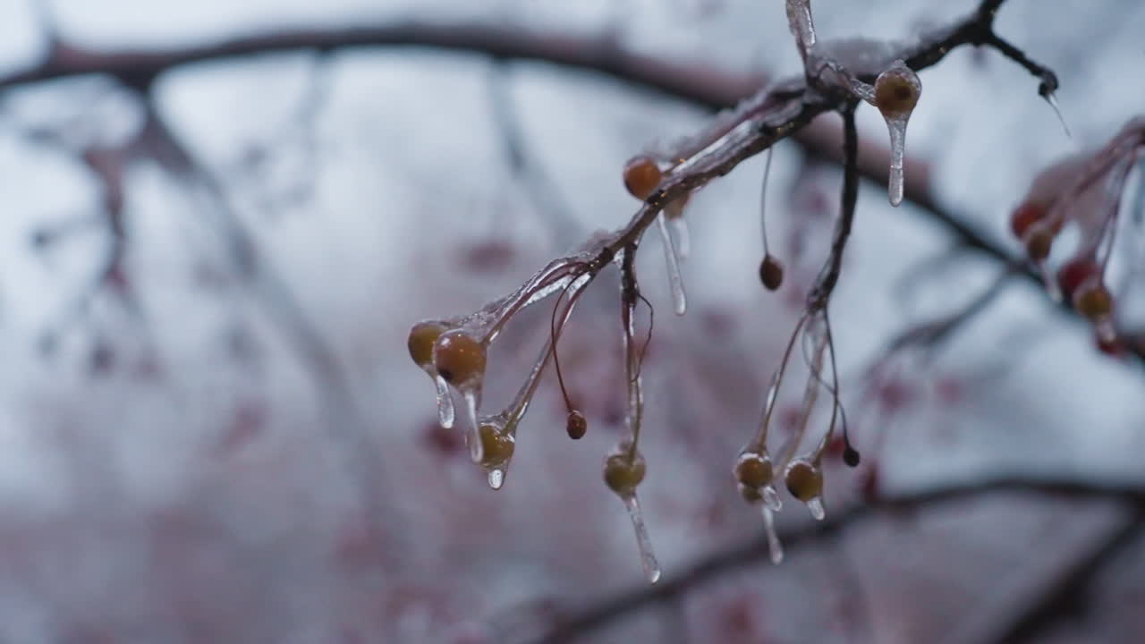 얼음으로 인 열매가 부드럽게 매달려있는 얼어붙은 나무 가지의 클로즈업, 조용하고 차가운 분위기를 만드는 흐릿한 배경과 함께 조용한 겨울 장면을 포착합니다.