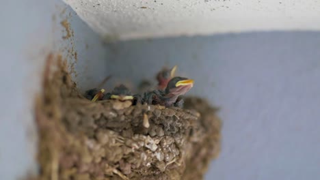 barn swallow chicks in its nest. closeup shot