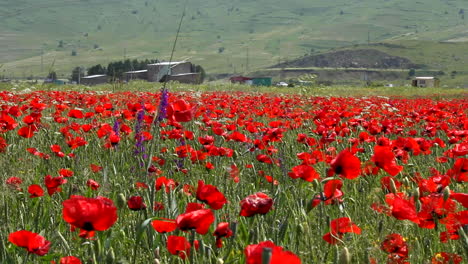 Slow-pan-left-across-meadow-of-red-poppy-flowers