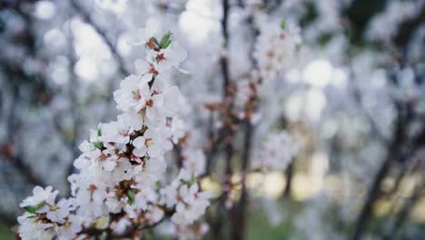 cherry blossom tree in springtime at a park in korea