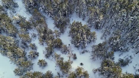 a snowy forest with trees and a person with skis walking through it