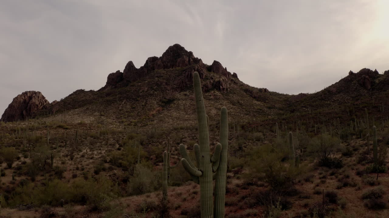 drone asciende sobre cactus saguaro alto en desierto de arizona al atardecer