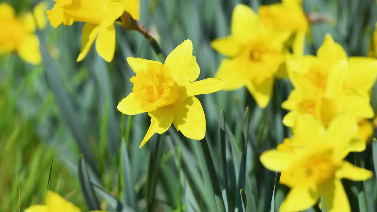 daffodils in a garden. Yellow daffodils bloom in the garden or park. Concept of spring season arrival with sun and warm days. April Easter flowers sway in the wind. selective focus.