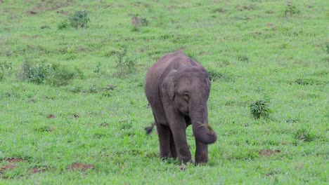 Los-Elefantes-Asiáticos-Son-Especies-En-Peligro-De-Extinción-Y-También-Son-Residentes-De-Tailandia